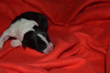 Blue boy - 5 hours old