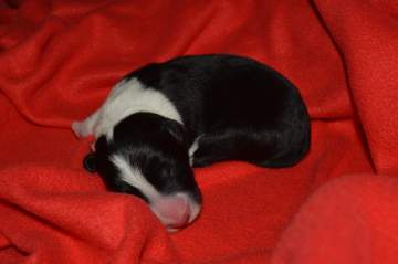 Blue boy - 5 hours old