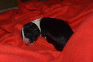 Blue boy - 5 hours old