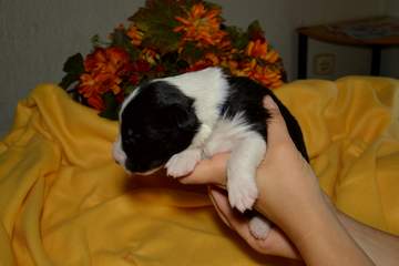 Blue boy - 8 days old
