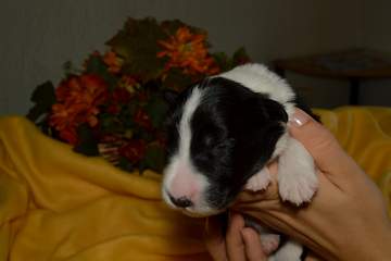 Blue boy - 8 days old