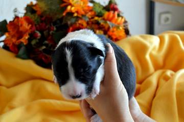 Blue boy - 8 days old