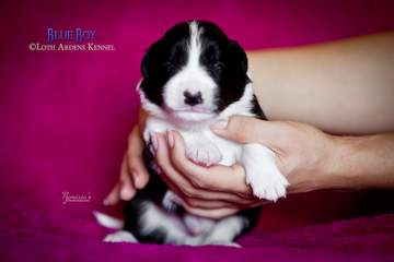 Blue boy - 11 days old