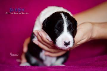 Blue boy - 11 days old