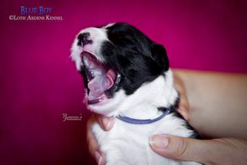 Blue boy - 11 days old