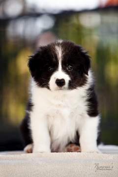 Loth Ardens All Around The World