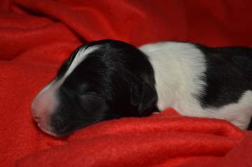 Green boy - 5 hours old