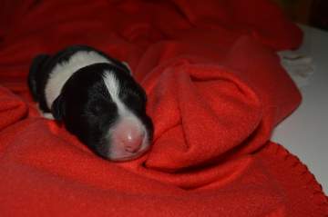 Green boy - 5 hours old