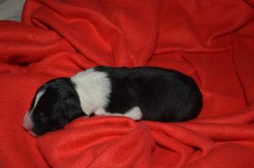 Green boy - 5 hours old