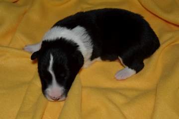 Green boy - 8 days old