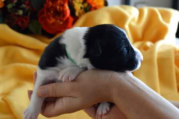 Green boy - 8 days old