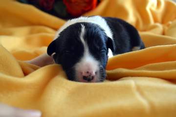 Green boy - 8 days old