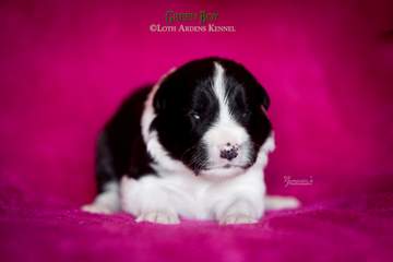 Green boy - 11 days old