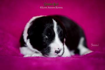 Green boy - 11 days old