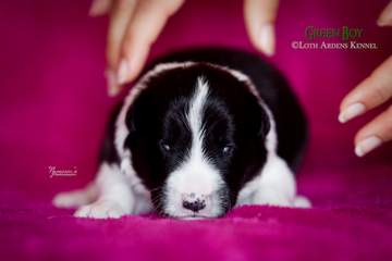 Green boy - 11 days old