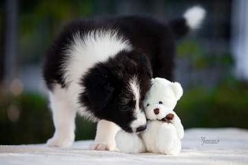 LightBlue Girl - 6 weeks