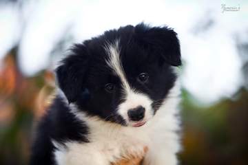 LightBlue Girl - 6 weeks