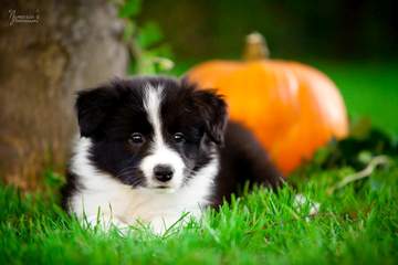 LightBlue Girl - 6 weeks