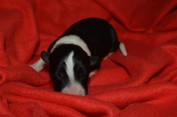 LightBlue Girl - 5 hours old