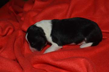 LightBlue Girl - 5 hours old