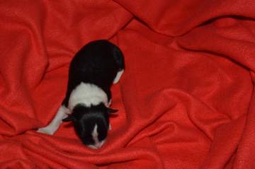 LightBlue Girl - 5 hours old