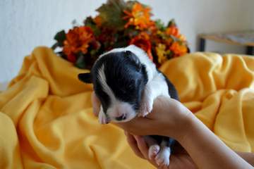 LightBlue Girl - 8 days old