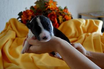 LightBlue Girl - 8 days old