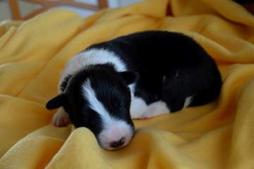 LightBlue Girl - 8 days old