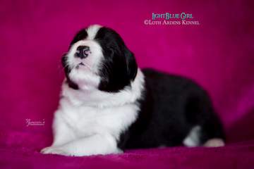 LightBlue Girl - 11 days old