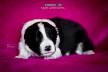LightBlue Girl - 11 days old