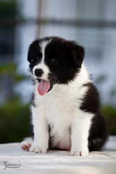 Loth Ardens Avalanche Of Kisses