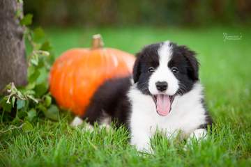 Orange girl - 6 weeks