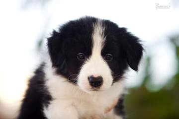 Orange girl - 6 weeks