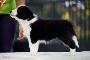 Orange girl - 6 weeks