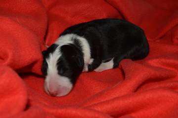 Orange girl - 5 hours old