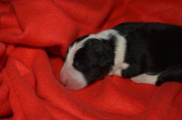 Orange girl - 5 hours old