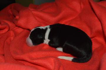 Orange girl - 5 hours old