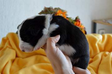 Orange girl - 8 days old