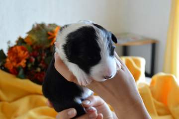 Orange girl - 8 days old