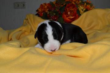 Orange girl - 8 days old