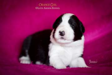 Orange girl - 11 days old