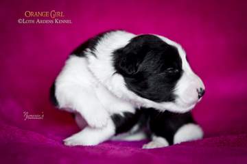 Orange girl - 11 days old