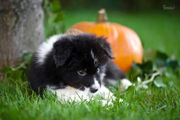 Purple girl - 6 weeks