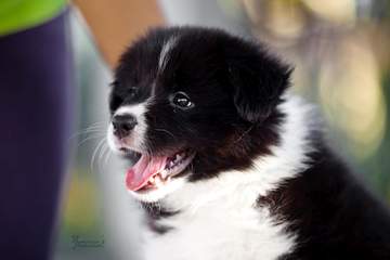 Purple girl - 6 weeks