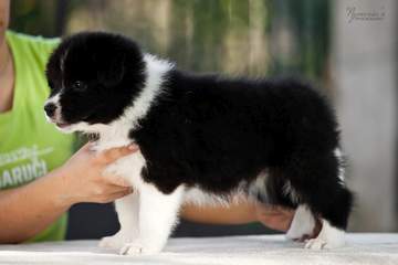 Purple girl - 6 weeks