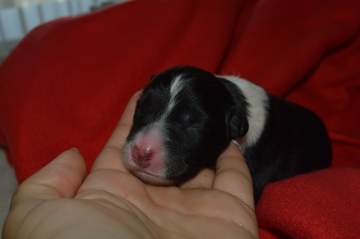 Purple girl - 5 hours old