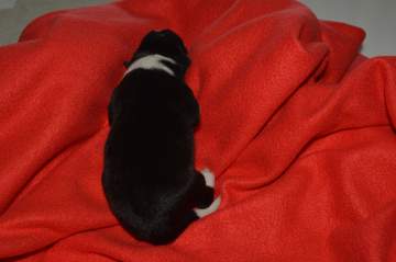 Purple girl - 5 hours old