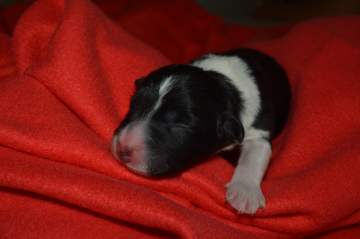 Purple girl - 5 hours old