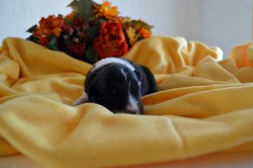 Purple girl - 8 days old