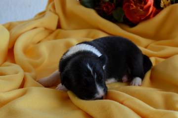 Purple girl - 8 days old